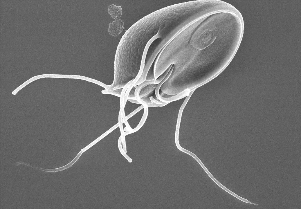 Giardia giza gorputzean